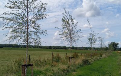 Spelregels ‘Voorpootrecht’